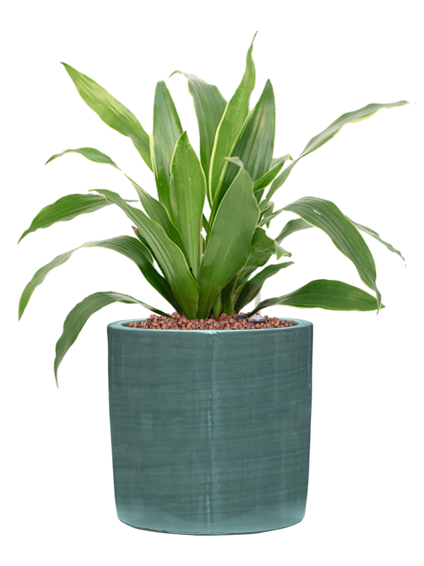 Dracaena fragrans 'Arturo' in Plain Striped Hydroculture, 40218 - Foto 81151