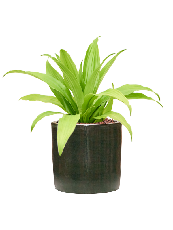 Dracaena fragrans 'Limelight' in Plain Striped Hydroculture - Foto 81153