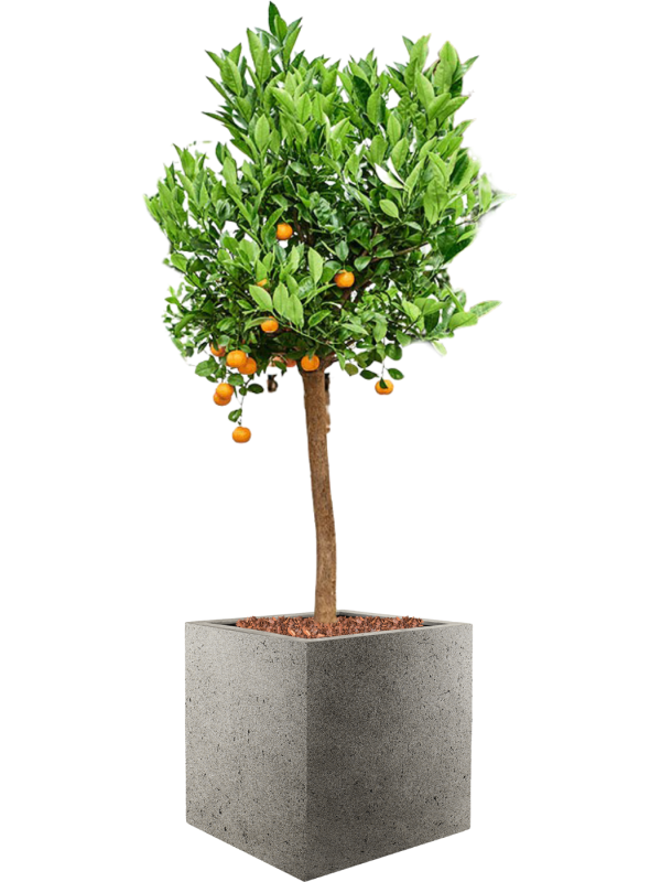 Citrus (Citrofortunella) calamondin in Grigio Soil outdoor with Bark - Foto 81158