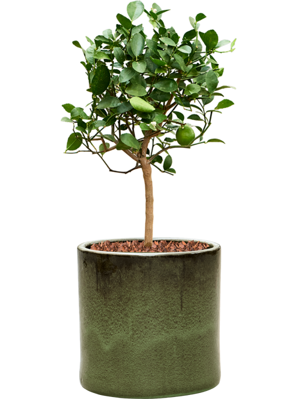 Citrus aurantifolia 'Green lime' in Cylinder Soil outdoor with Bark - Foto 81161