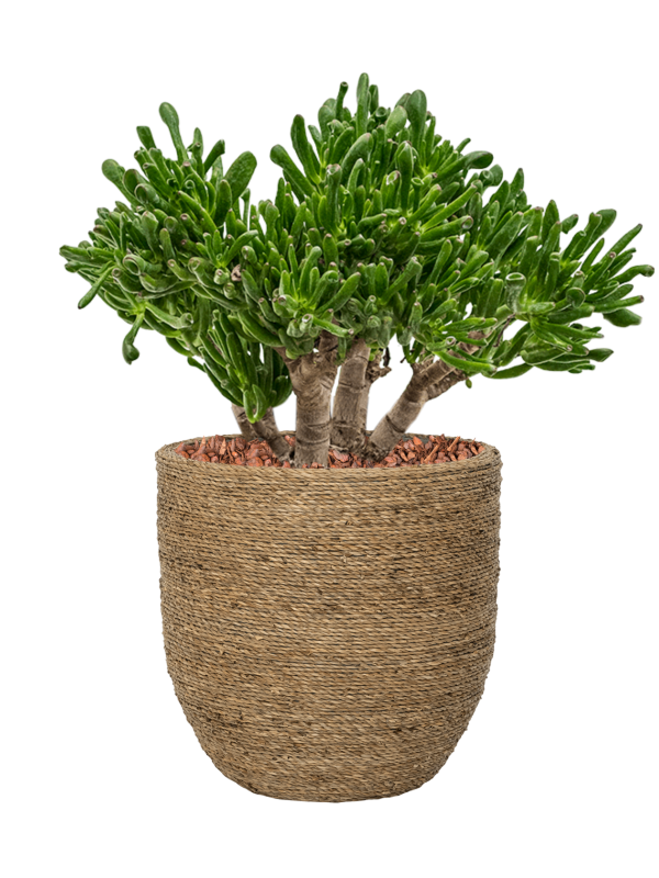 Crassula ovata 'Horntree' in Bohemian Soil outdoor with Bark - Foto 81183