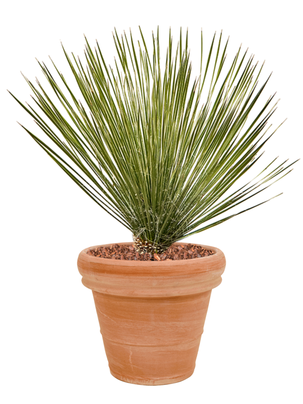 Yucca elata in Terra Cotta Soil outdoor with Bark - Foto 81184