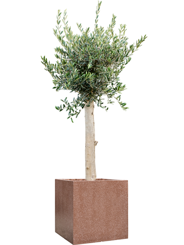 Olea europaea (160-180) in Baq Terrazzo Soil outdoor with Bark - Foto 81197