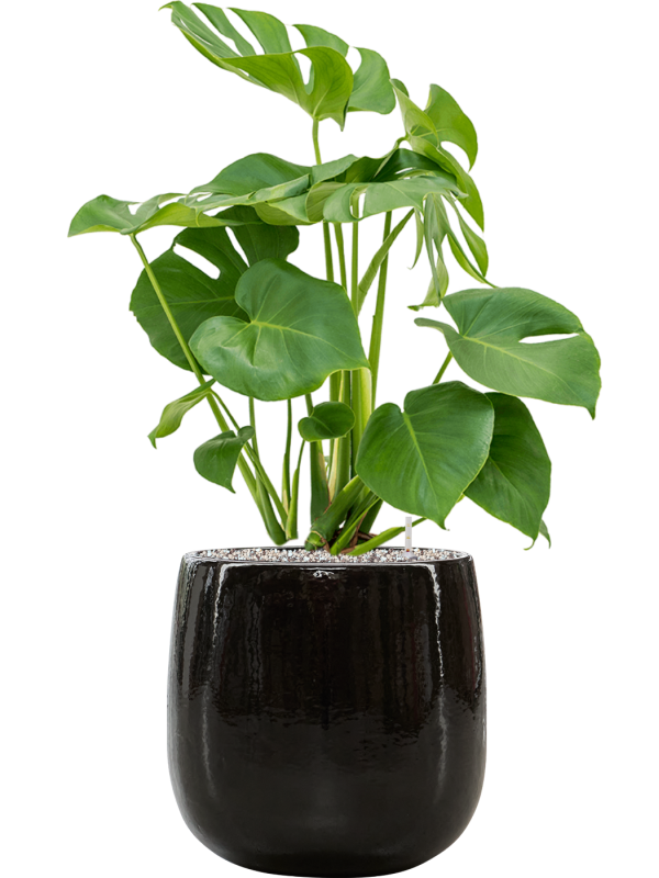 Monstera deliciosa in Balloon Soil (Vulkastrat), 40366 - Foto 81299