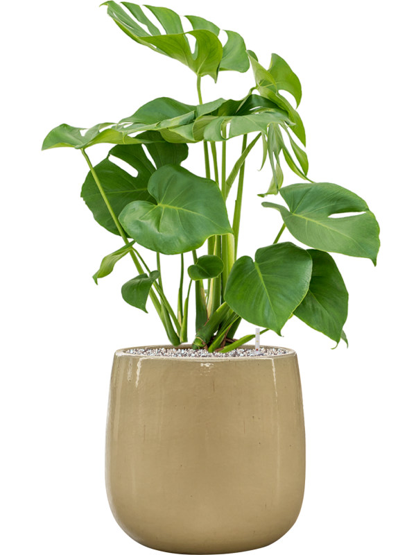 Monstera deliciosa in Balloon Soil (Vulkastrat), 40367 - Foto 81300