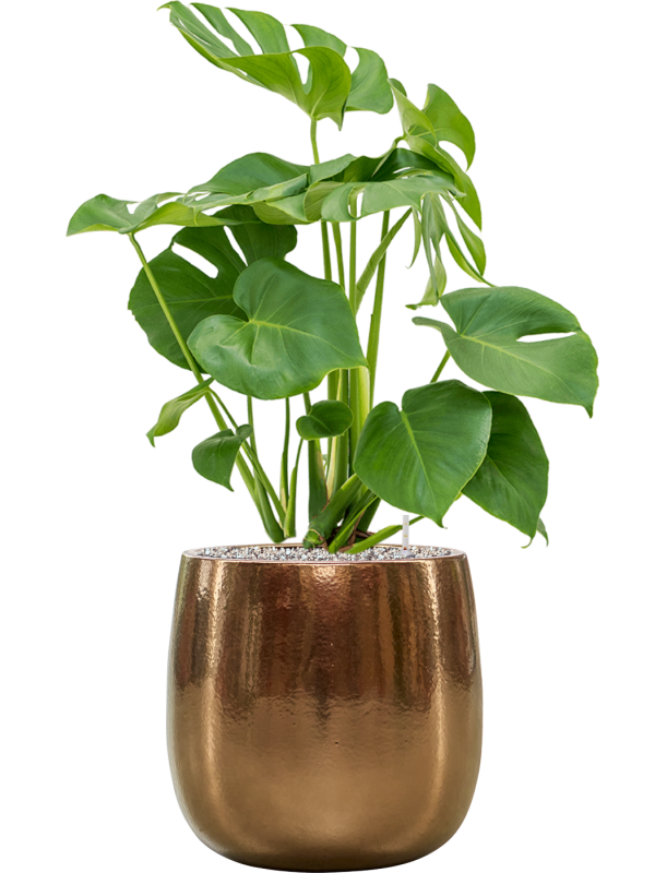 Monstera deliciosa in Balloon Soil (Vulkastrat), 40368 - Foto 81301