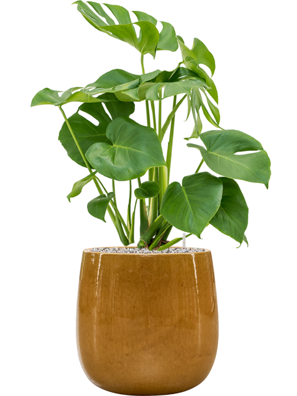 Monstera deliciosa in Balloon Soil (Vulkastrat) - Foto 81303