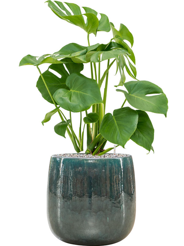 Monstera deliciosa in Balloon Soil (Vulkastrat) - Foto 81304