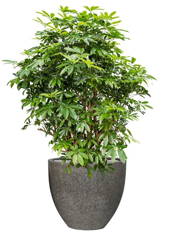 Schefflera arboricola 'Compacta' in Cement & Stone Soil (Vulkastrat) - Foto 81342