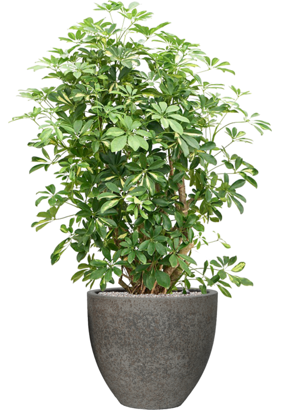 Schefflera arboricola 'Gold Capella' in Cement & Stone Soil (Vulkastrat) - Foto 81345