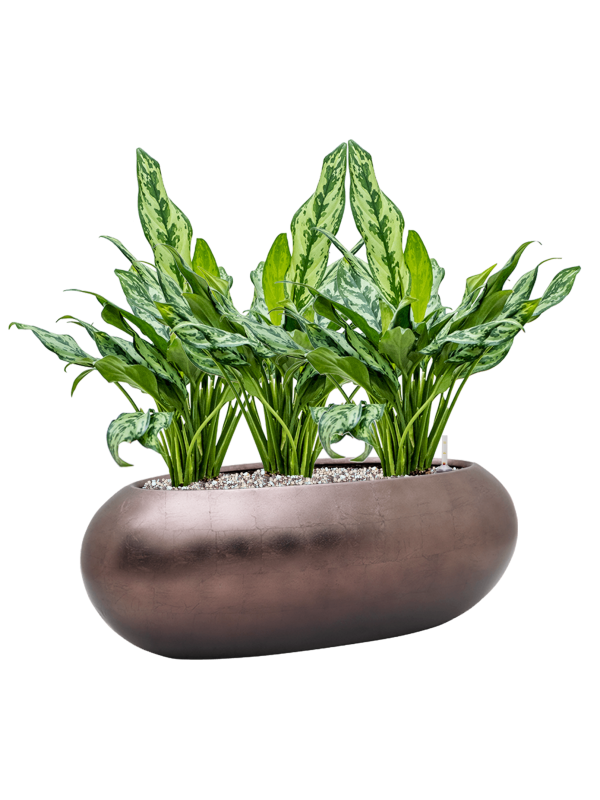 Aglaonema 'Miss Julliette' in Baq Metallic Silver leaf Soil (Vulkastrat), 40414 - Foto 81347