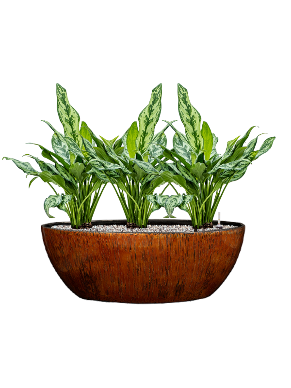 Aglaonema 'Miss Julliette' in Niene Soil (Vulkastrat), 40418 - Foto 81351