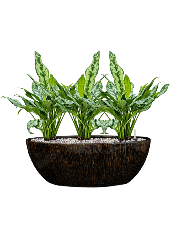 Aglaonema 'Miss Julliette' in Niene Soil (Vulkastrat) - Foto 81352