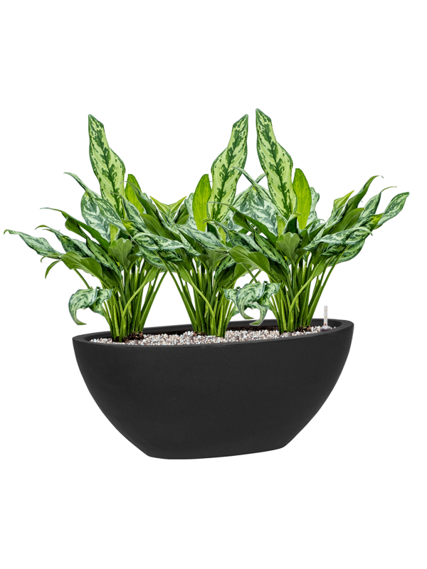 Aglaonema 'Miss Julliette' in Fiberstone Soil (Vulkastrat), 40420 - Foto 81353