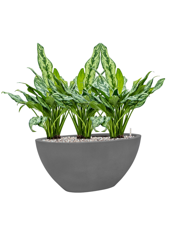 Aglaonema 'Miss Julliette' in Natural Soil (Vulkastrat) - Foto 81354