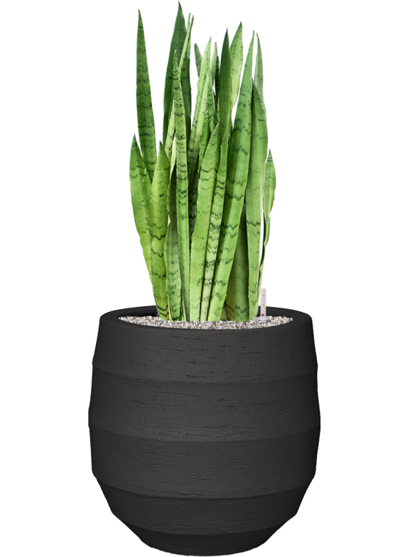 Sansevieria trifasciata 'Silver Mist' in Bordo Soil (Vulkastrat) - Foto 81376