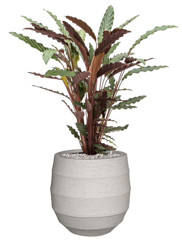 Calathea rufibarba 'Wavestar' in Bordo Soil (Vulkastrat) - Foto 81391