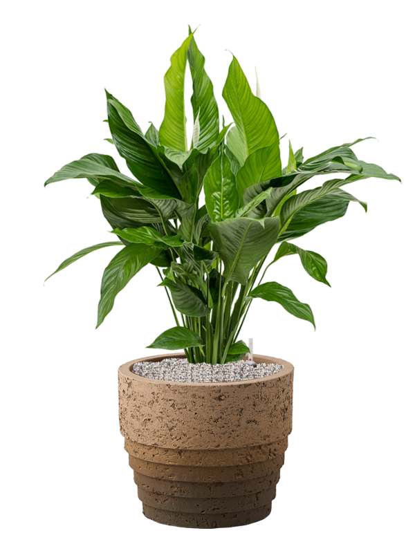 Spathiphyllum 'Sweet Lauretta' in Cinnamon Soil (Vulkastrat) - Foto 81421