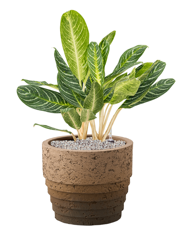 Aglaonema 'Key Lime' in Cinnamon Soil (Vulkastrat) - Foto 81427