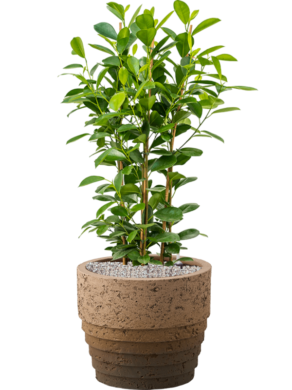 Ficus microcarpa 'Moclame' in Cinnamon Soil (Vulkastrat) - Foto 81428