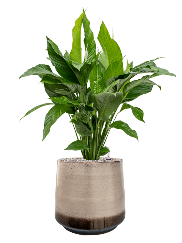 Spathiphyllum 'Sweet Lauretta' in Noaz Soil (Vulkastrat) - Foto 81429