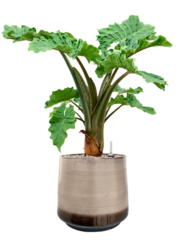 Alocasia 'Low Rider' in Noaz Soil (Vulkastrat) - Foto 81444