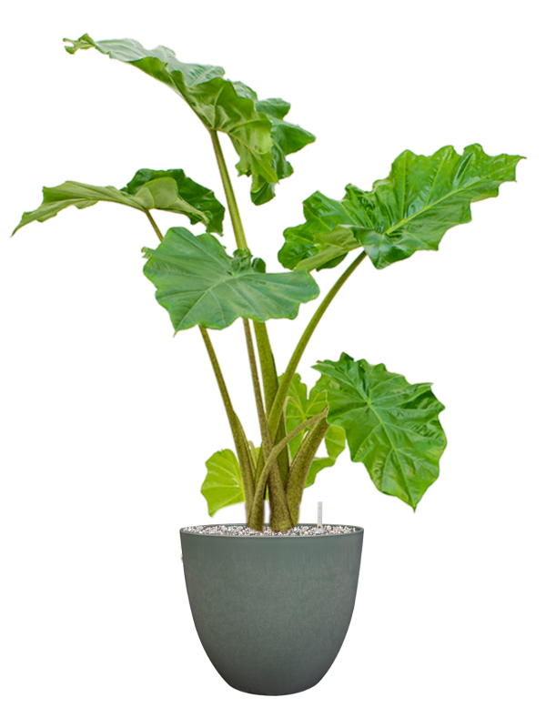 Alocasia 'Portodora' in Artstone Soil (Vulkastrat) - Foto 81457