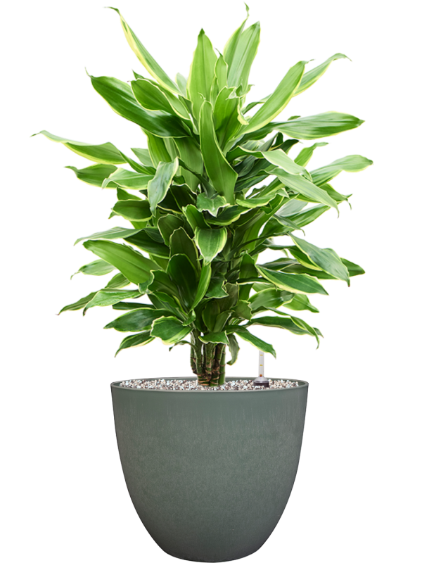 Dracaena fragrans 'Golden Coast' in Artstone Soil (Vulkastrat) - Foto 81462