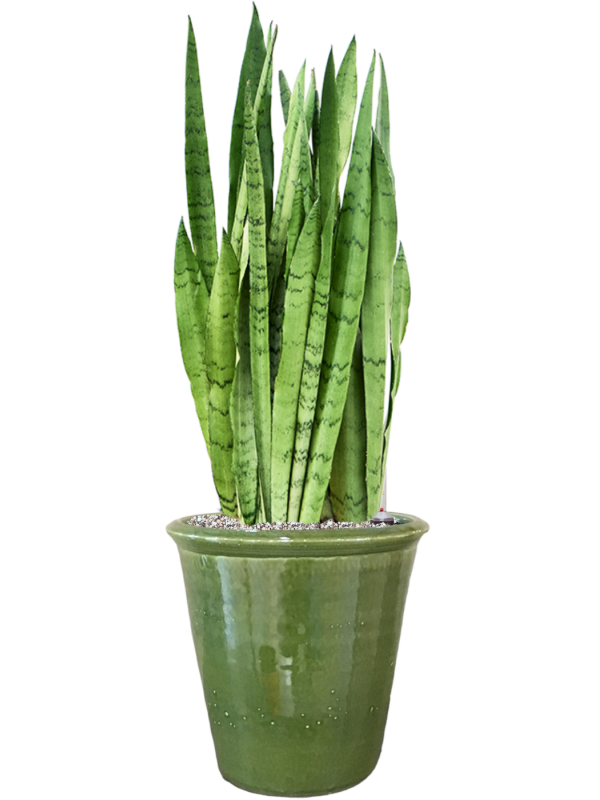 Sansevieria trifasciata 'Silver Mist' in Hush Soil (Vulkastrat) - Foto 81496