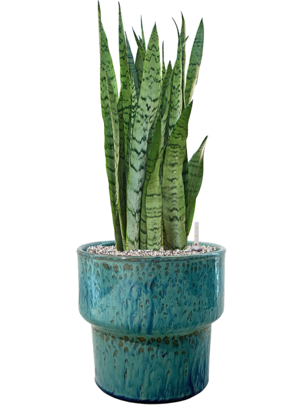 Sansevieria trifasciata 'Silver Mist' in Splanky Soil (Vulkastrat) - Foto 81500