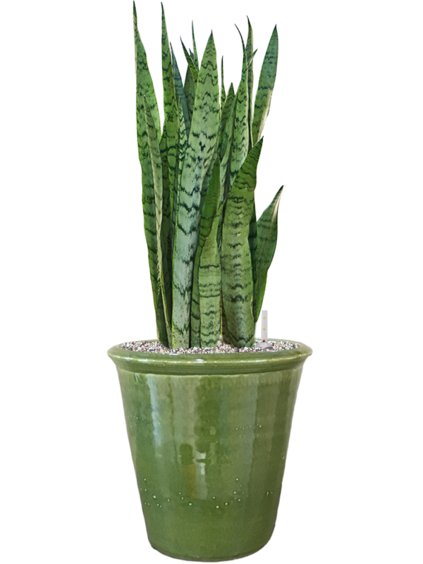 Sansevieria trifasciata 'Silver Mist' in Hush Soil (Vulkastrat) - Foto 81502