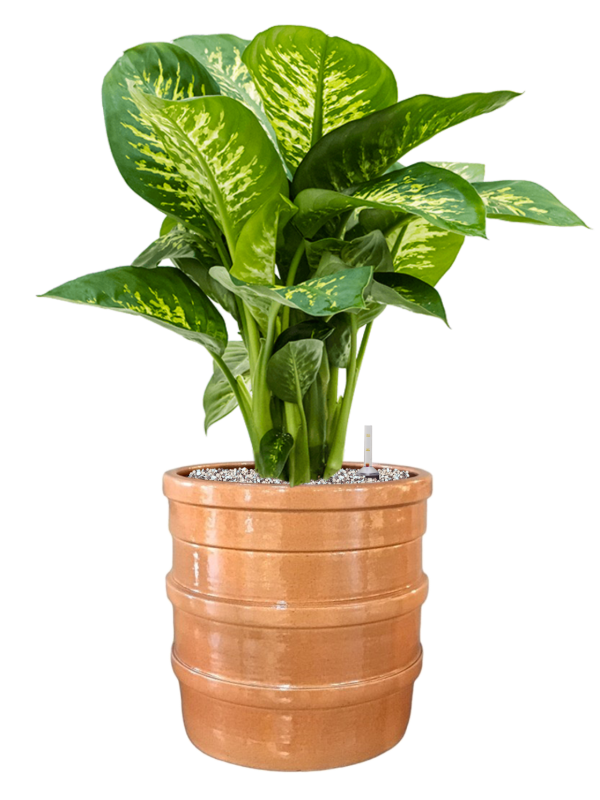 Dieffenbachia seguine 'Reeva' in Bana Soil (Vulkastrat) - Foto 81508