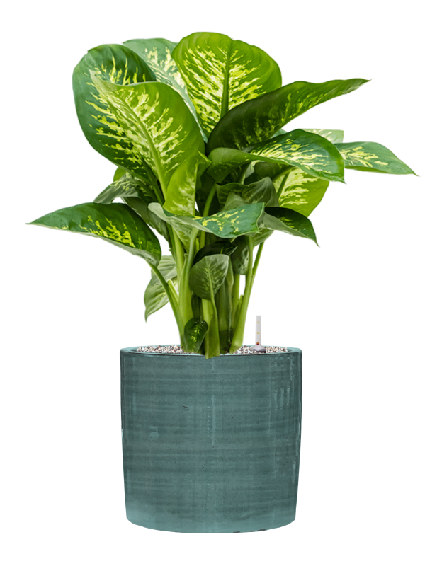 Dieffenbachia seguine 'Reeva' in Plain Striped Soil (Vulkastrat) - Foto 81509