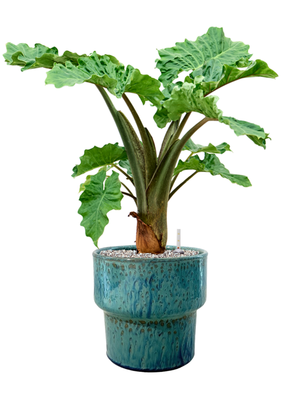 Alocasia 'Low Rider' in Splanky Soil (Vulkastrat) - Foto 81510