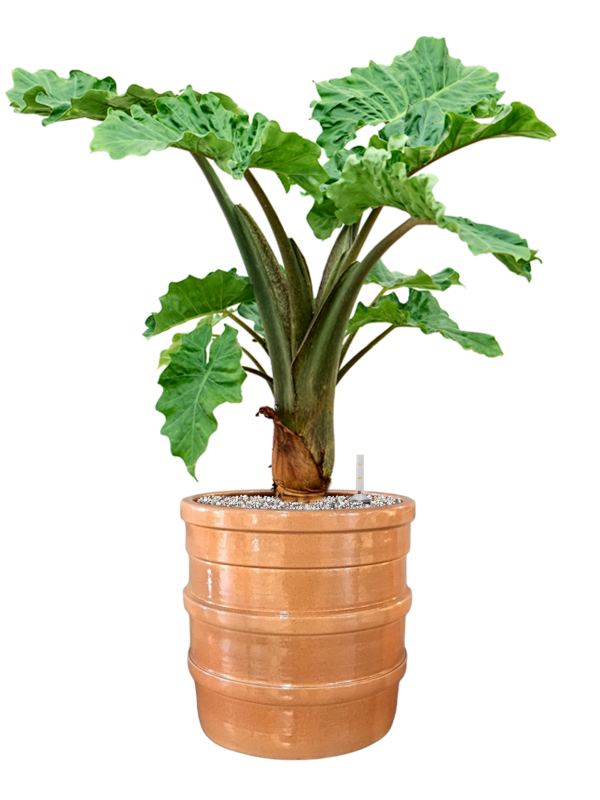 Alocasia 'Low Rider' in Bana Soil (Vulkastrat) - Foto 81511