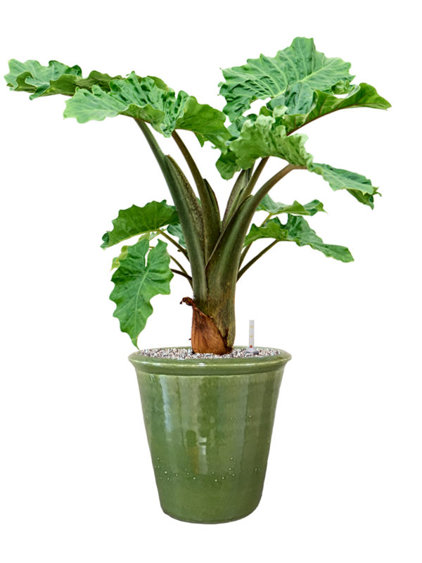 Alocasia 'Low Rider' in Hush Soil (Vulkastrat) - Foto 81512