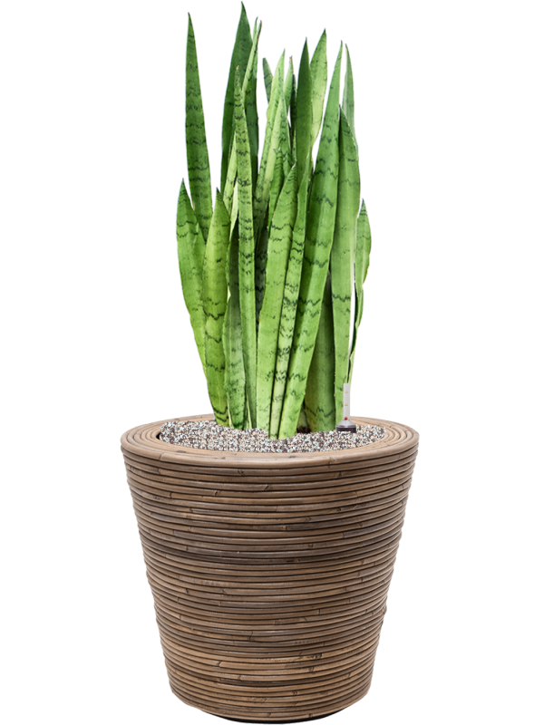 Sansevieria 'Silver Mist' in Drypot Rattan Stripe Soil (Vulkastrat) - Foto 81516