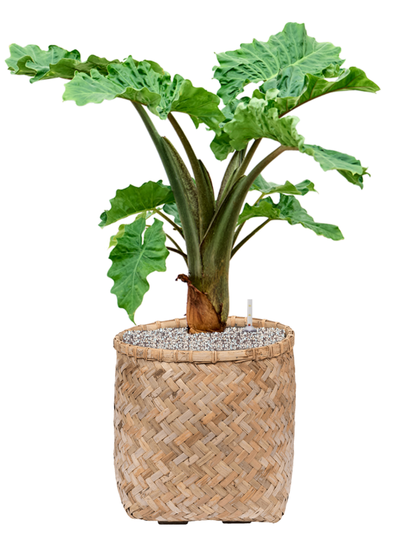 Alocasia 'Low Rider' in Bohemian Soil (Vulkastrat) - Foto 81521