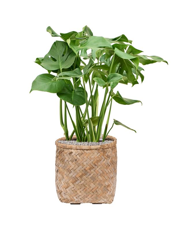 Monstera deliciosa in Bohemian Soil (Vulkastrat) - Foto 81522