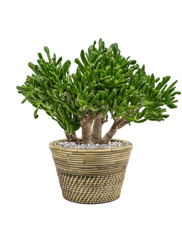 Crassula ovata 'Horntree' in Drypot Rattan Soil (Vulkastrat) - Foto 81530