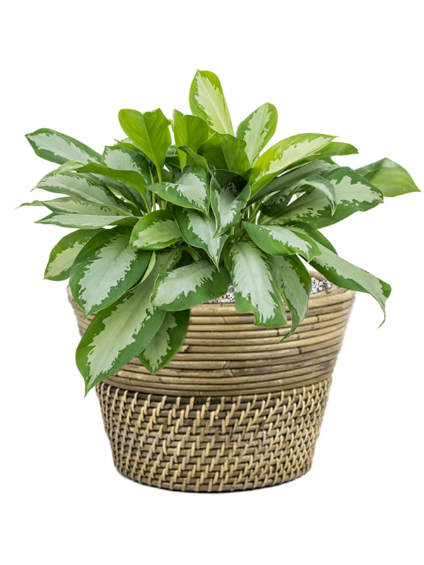 Aglaonema 'Silver Moon' in Drypot Rattan Soil (Vulkastrat) - Foto 81531