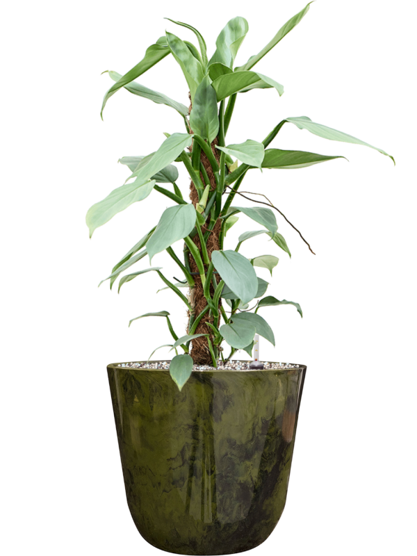 Philodendron \u2018Silver Queen\u2019 in Palermo Soil (Vulkastrat) - Foto 81562