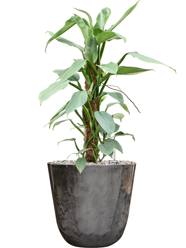 Philodendron \u2018Silver Queen\u2019 in Palermo Soil (Vulkastrat) - Foto 81563