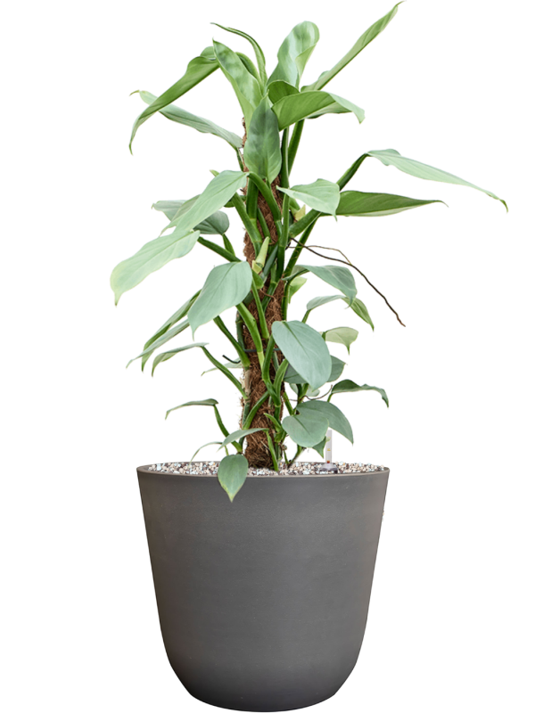 Philodendron \u2018Silver Queen\u2019 in Palermo Soil (Vulkastrat) - Foto 81564