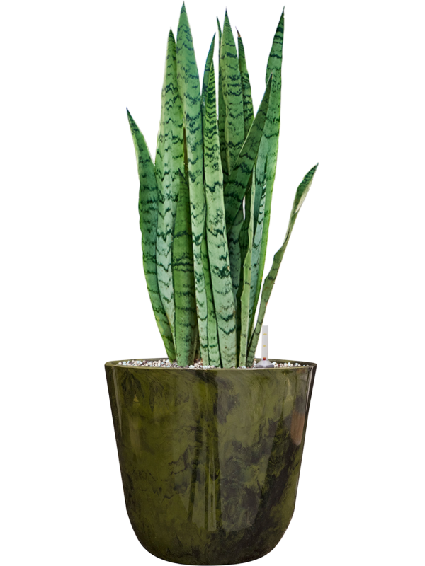 Sansevieria trifasciata 'Silver Mist' in Palermo Soil (Vulkastrat), 40641 - Foto 81574