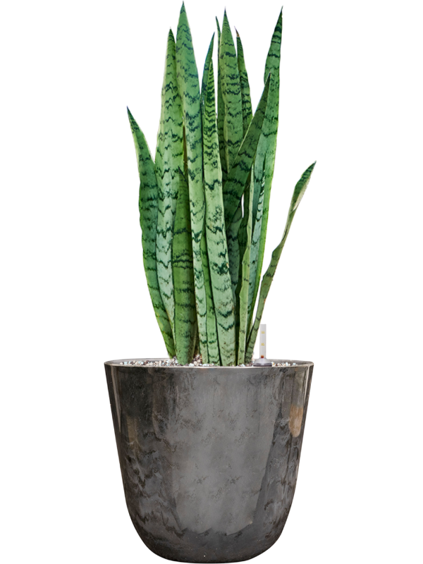 Sansevieria trifasciata 'Silver Mist' in Palermo Soil (Vulkastrat), 40642 - Foto 81575