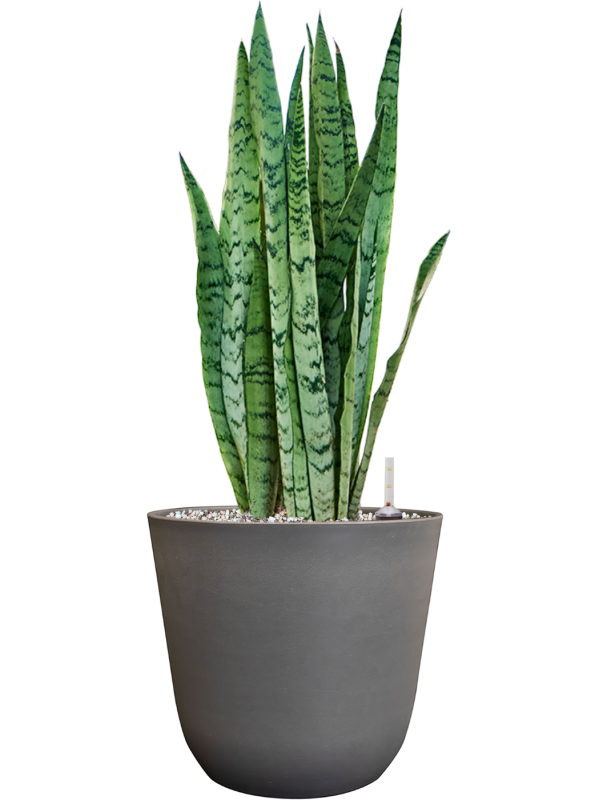 Sansevieria trifasciata 'Silver Mist' in Palermo Soil (Vulkastrat) - Foto 81576