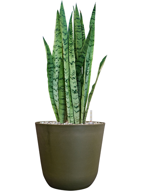 Sansevieria trifasciata 'Silver Mist' in Palermo Soil (Vulkastrat), 40644 - Foto 81577