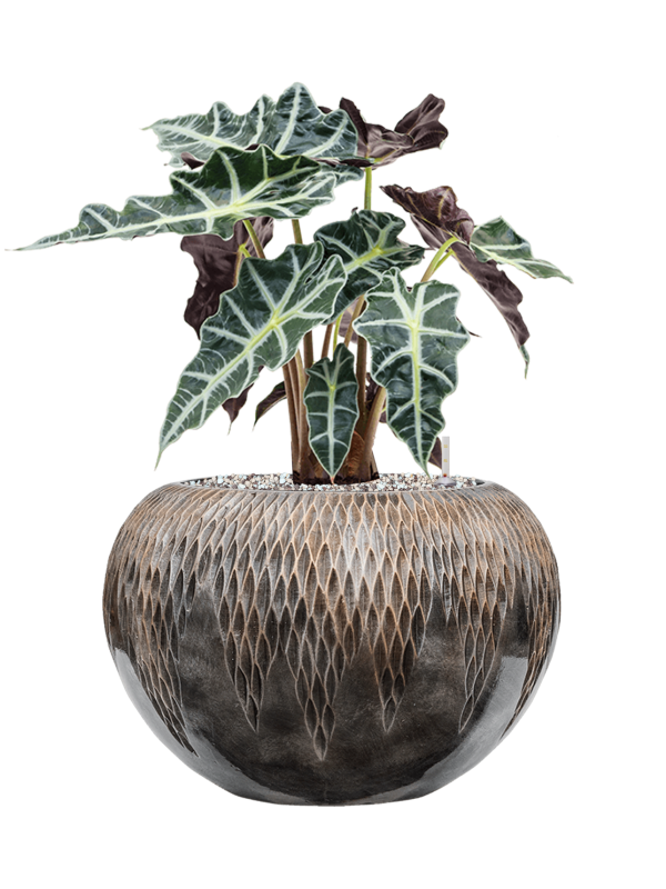 Alocasia 'Polly' in Baq Luxe Lite Universe Comet Soil (Vulkastrat) - Foto 81586