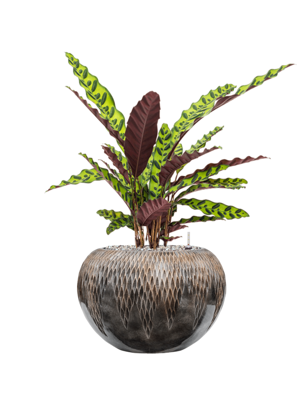 Calathea insignis in Baq Luxe Lite Universe Comet Soil (Vulkastrat) - Foto 81589